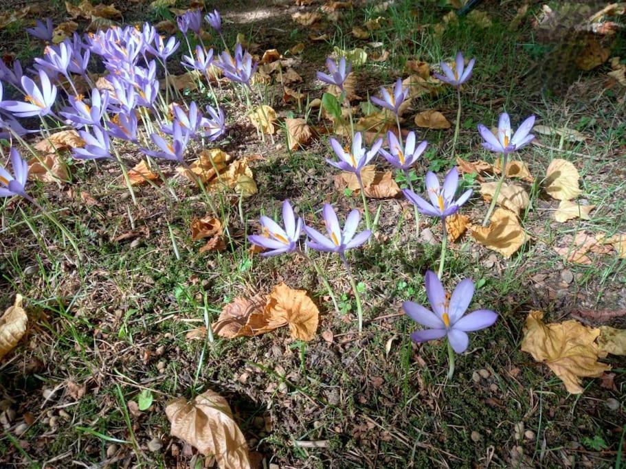 Gite L'Enclos O Rendez-Vous Roquefeuil-Pays De Sault- Avec Jardin Kültér fotó