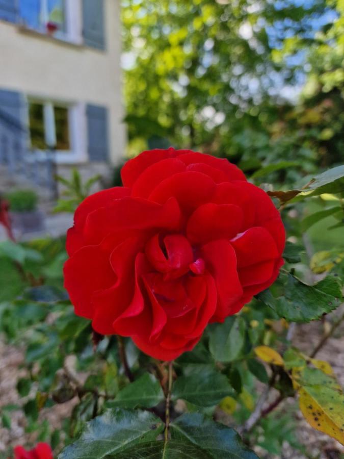 Gite L'Enclos O Rendez-Vous Roquefeuil-Pays De Sault- Avec Jardin Kültér fotó